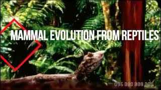 Mammal Evolution from Reptiles [upl. by Joli239]