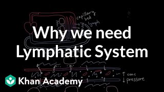 Why we need a lymphatic system  Lymphatic system physiology  NCLEXRN  Khan Academy [upl. by Enneirdna]