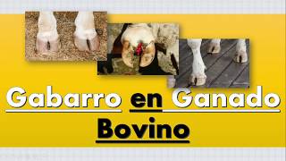 Gabarro en Ganado Bovino [upl. by Rosecan]