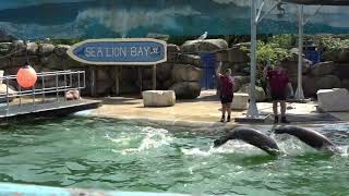 Chessington August 2024 Sealion show [upl. by Oigroeg120]