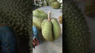 Kripik Durian Monthong Solusi Harga Durian Murah [upl. by Ahserak]