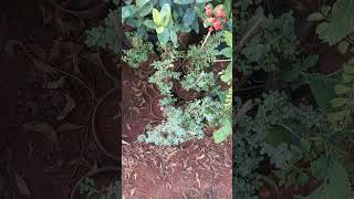 Marvam and Davanam plants nature nurseryplants sreevidhya nursery rachuloor gate [upl. by Ikcaj669]