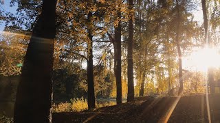 GoPro Walking in Magical Calm Autumn Forest  Осенний Лес Урал Россия  Urals Russia [upl. by Lauro]