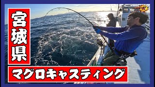 【宮城県マグロキャスティング】宮城マグロチャレンジ【カマちゃんマンTV】Vol36 [upl. by Aibara]