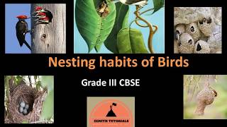 Nesting Habits of Birds [upl. by Nunciata]