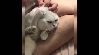 Funny Cats Shorts shorts short shortsvideo shortvideo shortsfeed ytshorts shortsfeed viral [upl. by Ydnys]