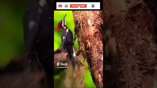 The PILEATED WOODPECKER The LARGEST Woodpecker in North America [upl. by Hareehat]