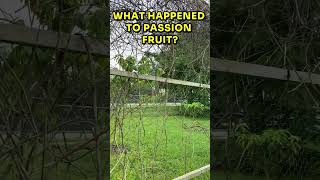 🌼What caused the passion fruit plant to dry up passionfruit passionflower Passiflora [upl. by Aikas]