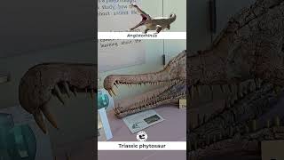 Angistorhinus Triassic Phytosaur on Display [upl. by Elleina]