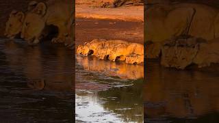 Hungry drinking Lionesses of Samburu National Park foryou wildlife samburu [upl. by Lashoh]