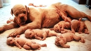 Dog Gives Birth But Then The Doctor Discovers They Are NOT Puppies [upl. by Ssilb]