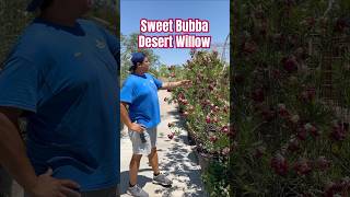 Sweet Bubba Desert Willow  SummerWinds Nursery AZ [upl. by Cornish850]