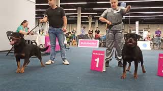 Rottweiler Europa Sieger Schau 2024  Champion Klasse Hündinnen [upl. by Nanreh263]