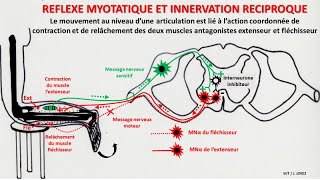 Réflexe myotatique et innervation réciproque [upl. by Araed]