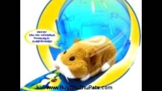 Zhu Zhu Pets Real Hamster Hate Them [upl. by Granoff341]