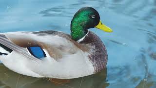 Close up of mallard duck drake cleaning feathers with beak in autumn among cold water Graceful [upl. by Yelime315]