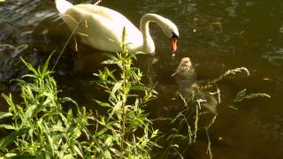 Joutsen syö kalaa  Swan eats fish [upl. by Edrea]