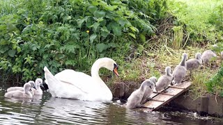 Mute Swan Family with 10 Cygnets Crossing the Road [upl. by Etteroma]