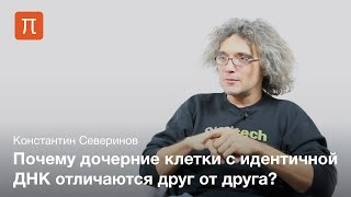 Генетический шум — Константин Северинов [upl. by Yzdnil]