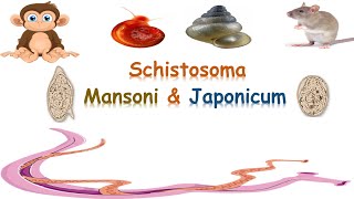 شرح schistosoma mansoni amp japonicum  Intestinal schistosomiasis [upl. by Odlavso]