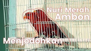 Tanda Nuri Merah Berjodoh  Breeding Red Lory [upl. by Oine131]