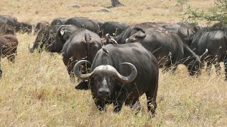 The African Cape Buffalo Sounds [upl. by Alger67]