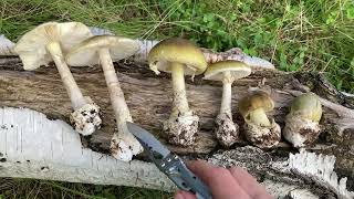 Muchomor zielonawy  sromotnikowy Amanita phalloides  śmiertelnie trujący Opis i pomyłki [upl. by Chasse155]