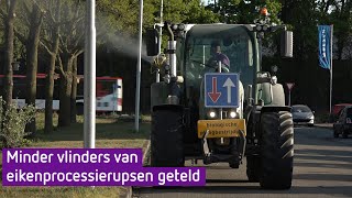 De eikenprocessierups komt eraan maar er is goede hoop op minder jeuk [upl. by Rustie]