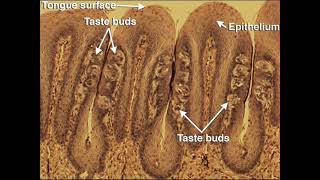 2c Special Senses Olfaction and Taste [upl. by Benilda]