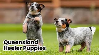 Queensland Heeler Puppies From Pup to Partner [upl. by Enileuqkcaj341]