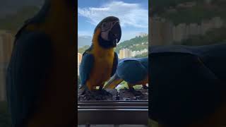 Wild and Free Macaw like viralvideo subscribe wildlife foryou shorts [upl. by Karina]