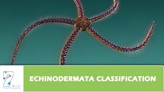 ECHINODERMATA CLASSIFICATION Part1 [upl. by Hukill]