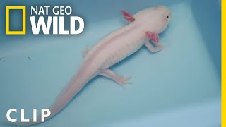 Monty the Axolotl Gets a Helping Hand  Critter Fixers Country Vets [upl. by Ylus]