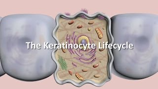 Lifecycle of the Keratinocyte [upl. by Adranoel]