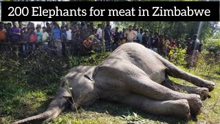 200 Elephants to be culled for meat in Zimbabwe [upl. by Jammal]