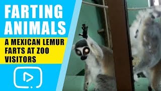 Farting Animals  A Mexican Lemur farts at Zoo visitors [upl. by Norrehc916]