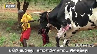 பன்றி தப்பியது  காளையின் தாடை சிதைந்தது [upl. by Jakoba]