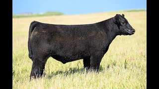 Reimann Pasture Sale 2024  Tag 2 [upl. by Reave372]