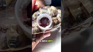 Vet Saves Turtle’s Life with a Plastic Bottle Cap 🐢👏 [upl. by Laney]