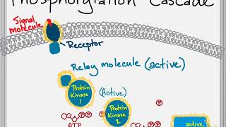 Bio Brief Protein Kinases and Phosphorylation Cascades [upl. by Ennayelsel]