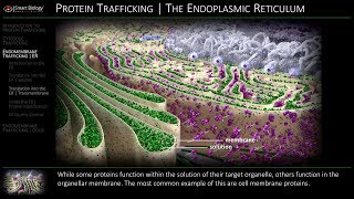 Protein Sorting and Trafficking  Demo Animation Video [upl. by Ernaldus380]