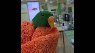 Kiwis HealthCheck  BloodSampling a Parrot [upl. by Ahseined]