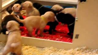 Lab Puppies Chocolate Yellow Black Labrador Retrievers 3 weeks 6 days old [upl. by Hgalehs788]