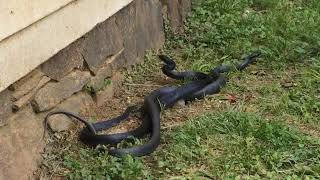 Blacksnakes Wrestling [upl. by Hospers723]