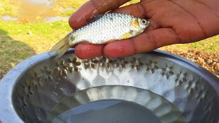 Liquid Nitrogen Experiment Liquid Nitrogen vs alive Fish battle [upl. by Oicnedurp413]