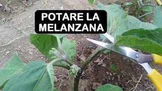 POTARE LA MELANZANA [upl. by Tine]