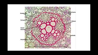 313 Transport in plants d Apoplast Symplast pathways and cohesionadhesion tension theory [upl. by Sosthina]