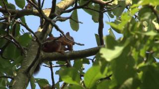 Vroege Vogels  Eekhoorn in de tuin [upl. by Lenrad]