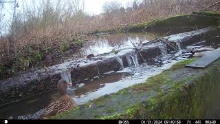 Jack snipe at western end [upl. by Marty]