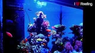 Chris Reef 300l 80gal powered by Ecotech Marine Vortech amp Radion xr30w Pro [upl. by Devad]